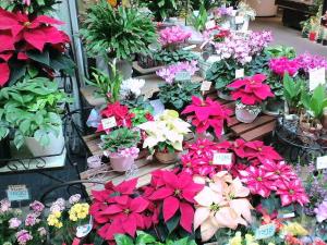 red ×green｜「マルト花店」　（京都府京都市伏見区の花キューピット加盟店 花屋）のブログ