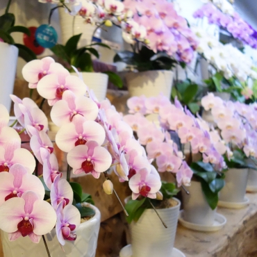「マルト花店」　（京都府京都市伏見区）の花屋店舗写真3